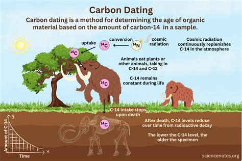 beta decay of carbon 14|Carbon Dating or Radiocarbon Dating Explained.